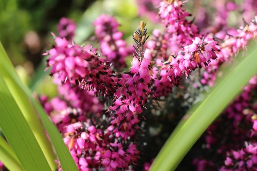 flower  nature  plant