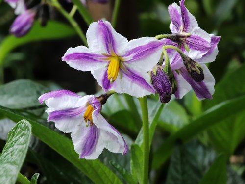 flower  pepino  fruit