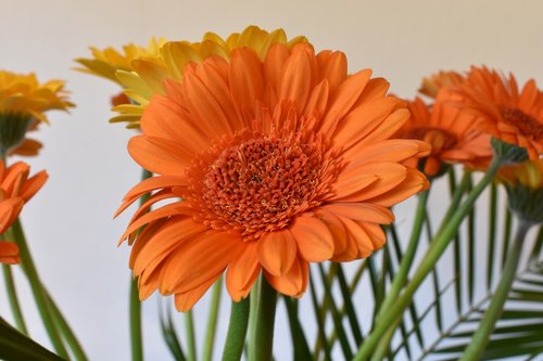 flower  close up  orange