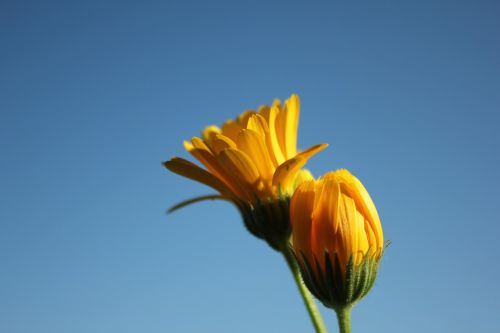 flower yellow nature