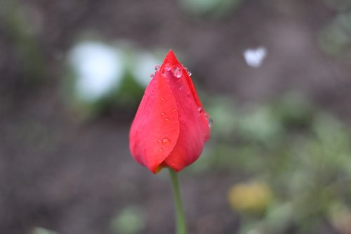 flower  tulip  nature