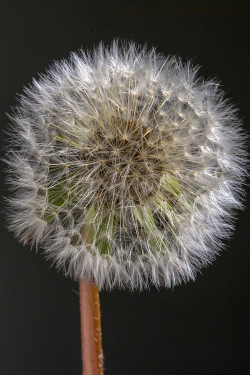 flower  dandelion  nature