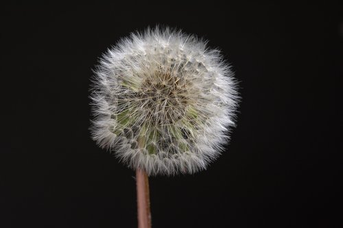 flower  dandelion  nature