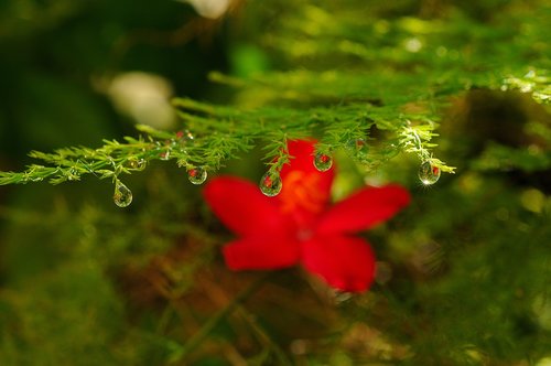 flower  waterdrop  plant