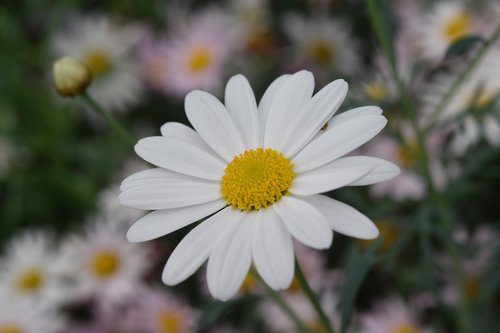 flower  flowers  white flower