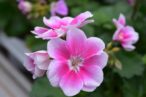 flower  geranium flowers  rose geranium