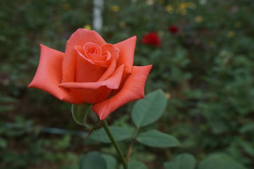 flower  rose  bloom