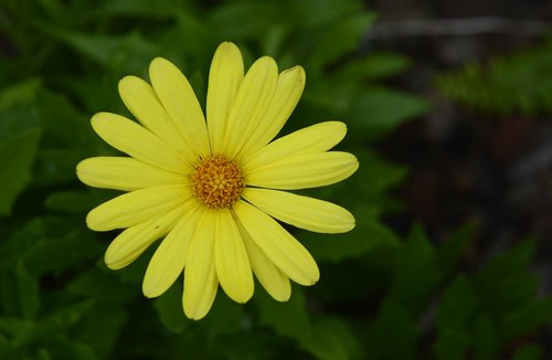 flower  yellow  nature