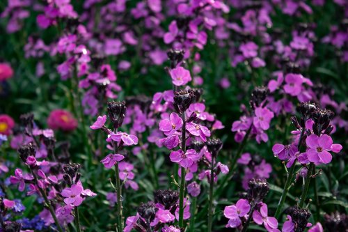 flower  summer  landscape