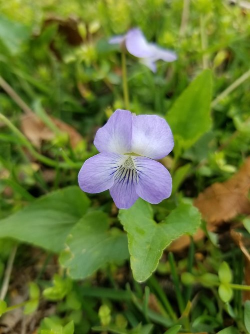 flower  wildflower  purple