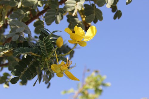 flower  leaves  nature