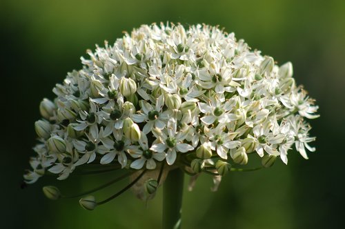 flower  white  spring