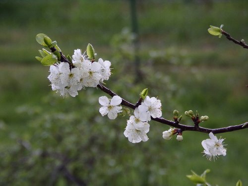 flower  white  spring