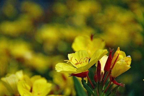 flower  yellow  natural