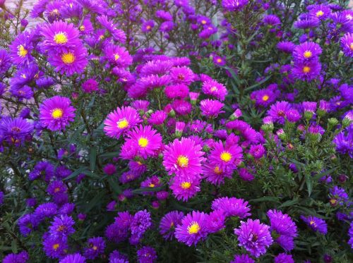 flower asters purple