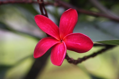 flower  red  garden