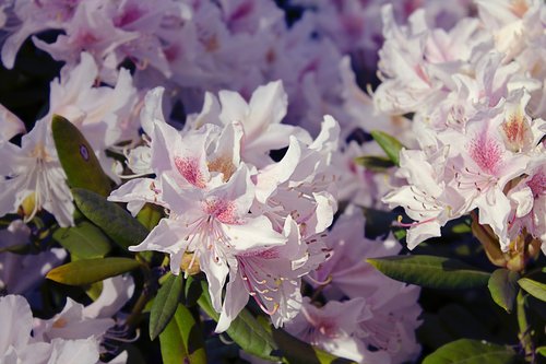 flower  rhododendron  spring