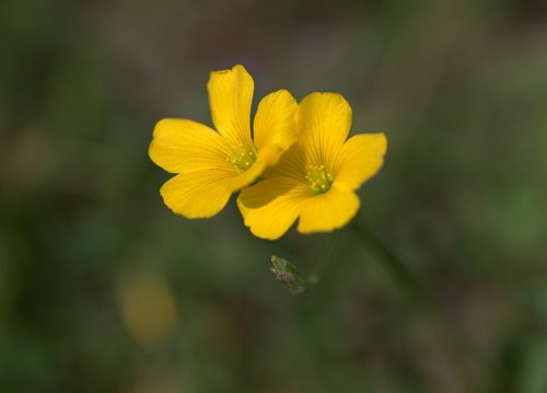 flower  yellow  wild