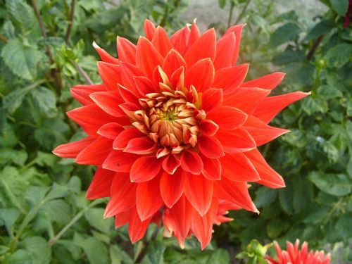 flower dahlia red