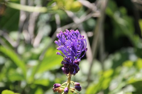 flower  wild flower  purple