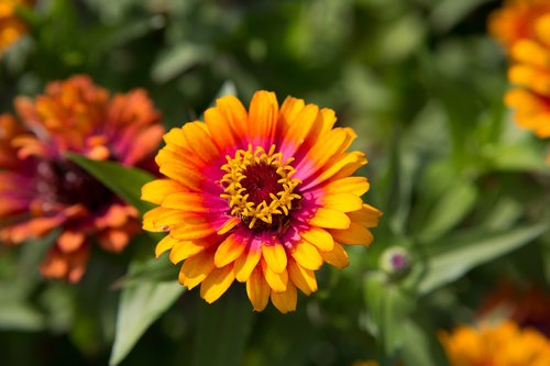 flower  flora  yellow