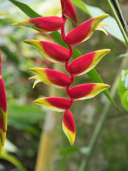 flower  flora  red