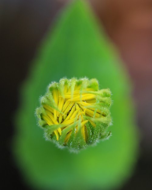 flower  bud  our nature