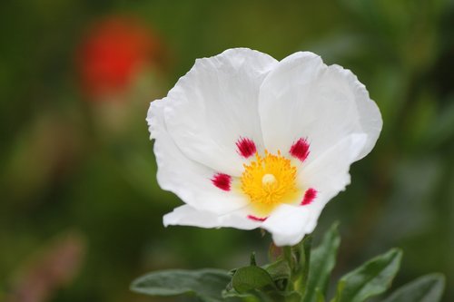flower  white  california