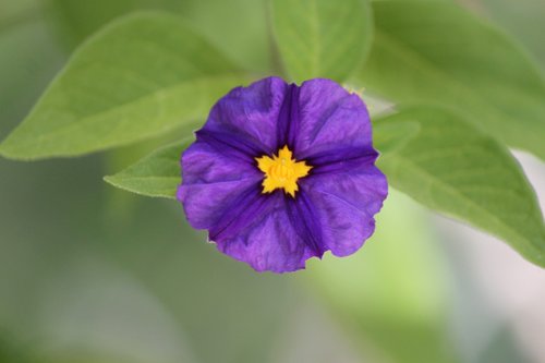 flower  purple  california