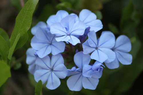 flower  blue  california