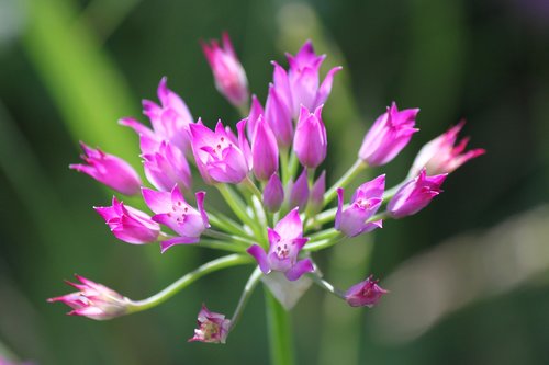 flower  pink  california