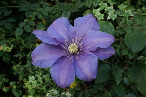 flower  blue  flora