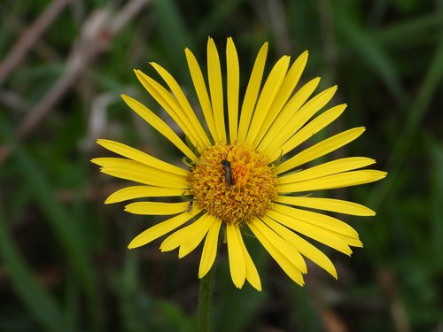 flower  yellow  bug