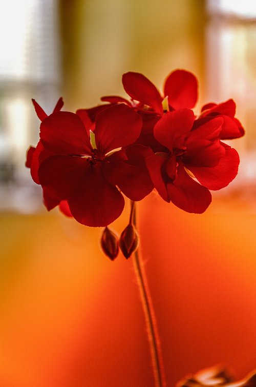 flower  close-up  nutmeg