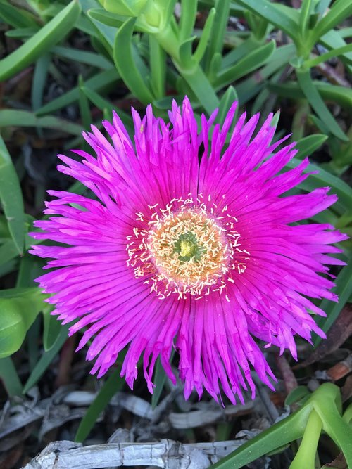 flower  nature  plant