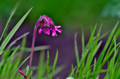 flower  purple  nature