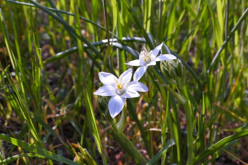 flower  white  nature