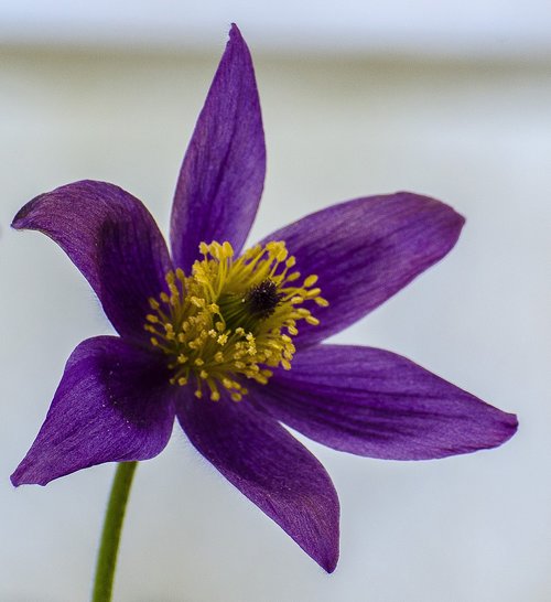 flower  pulsatilla  purple
