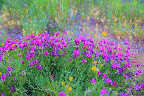 flower  spring  nature