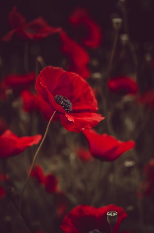 flower  red  nature