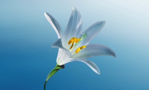 flower  jasmine  blue