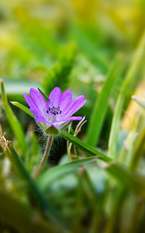 flower  macro  flora