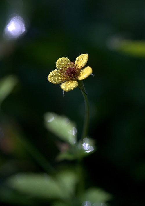 flower  yellow  wet