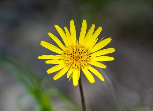 flower  yellow  plant