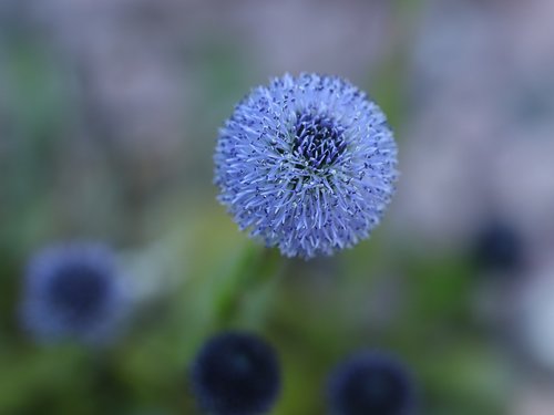 flower  blue  macro