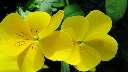 flower  yellow  blossom