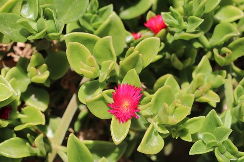 flower  plant  garden