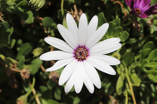 flower  plant  garden