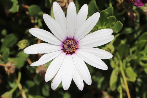 flower  plant  garden