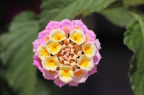 flower  plant  garden